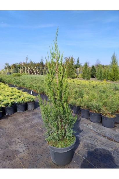 Ялівець китайський Спартан - 5л/вис.60-80см/Ø20-30см/4рок